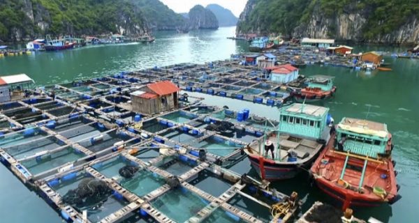 Cảng Hải Phòng hỗ trợ tiêu thụ gần 5 tấn thủy sản, chia sẻ khó khăn với chính quyền, người dân huyện đảo Cát Hải